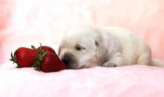狗可以吃的蔬菜和水果有哪些 狗可以吃蓝莓吗
